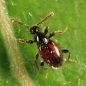 Euconnus flavitarsis - photo 3
