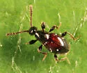 Euconnus flavitarsis - photo 4