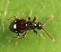 Euconnus flavitarsis - photo 5