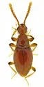 Euconnus montanus