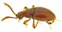 Euconnus montanus - photo 2