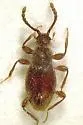 Euconnus pecki
