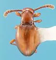 Euconnus rasus