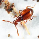 Euconnus rasus - photo 2