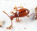 Euconnus rasus - photo 3