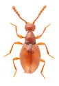 Euconnus rasus - photo 4