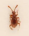 Euconnus remiformis