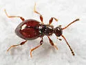 Euconnus salinator