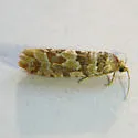 Eucopina bobana - Hodges#3067