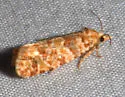 Eucopina bobana - Hodges#3067 - photo 2