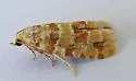 Eucopina bobana - Hodges#3067 - photo 4