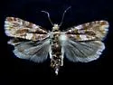 Shortleaf Pinecone Borer Moth - Hodges#3072