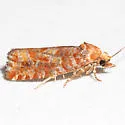 Shortleaf Pinecone Borer Moth - Hodges#3072 - photo 2