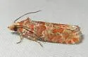 Shortleaf Pinecone Borer Moth - Hodges#3072 - photo 3