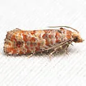 Shortleaf Pinecone Borer Moth - Hodges#3072 - photo 4