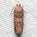 Shortleaf Pinecone Borer Moth - Hodges#3072 - photo 5