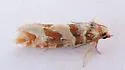 Eucopina franclemonti - Hodges#3070