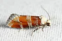 White Pine Shoot-borer - Hodges#3066 - photo 2