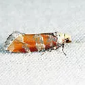White Pine Shoot-borer - Hodges#3066 - photo 3