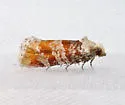 White Pine Shoot-borer - Hodges#3066 - photo 4