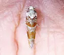 White Pine Shoot-borer - Hodges#3066 - photo 5