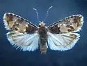 Red Pinecone Borer Moth - Hodges#3073