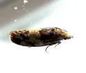 Red Pinecone Borer Moth - Hodges#3073 - photo 2