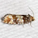 Red Pinecone Borer Moth - Hodges#3073 - photo 3