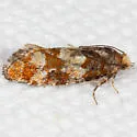 Red Pinecone Borer Moth - Hodges#3073 - photo 4
