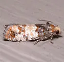 Red Pinecone Borer Moth - Hodges#3073 - photo 5
