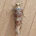 Eucopina ponderosa - Hodges#3068