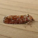 Eucopina ponderosa - Hodges#3068 - photo 4