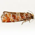 Lodgepole pinecone borer moth - Hodges#3071
