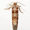 Lodgepole pinecone borer moth - Hodges#3071 - photo 2