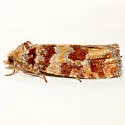 Lodgepole pinecone borer moth - Hodges#3071 - photo 3