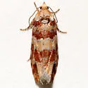 Lodgepole pinecone borer moth - Hodges#3071 - photo 4