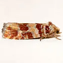 Lodgepole pinecone borer moth - Hodges#3071 - photo 5