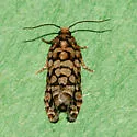 Fir Cone Borer - Hodges#3075