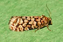 Fir Cone Borer - Hodges#3075 - photo 2