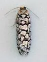 Fir Cone Borer - Hodges#3075 - photo 3