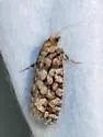Fir Cone Borer - Hodges#3075 - photo 4