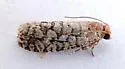 Fir Cone Borer - Hodges#3075 - photo 5