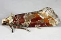 Western Pine Shoot Borer Moth - Hodges#3065