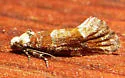 Western Pine Shoot Borer Moth - Hodges#3065 - photo 2