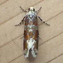 Western Pine Shoot Borer Moth - Hodges#3065 - photo 3