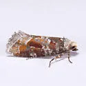 Western Pine Shoot Borer Moth - Hodges#3065 - photo 4
