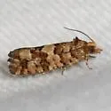 White Pine Cone Borer - Hodges#3074