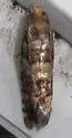 White Pine Cone Borer - Hodges#3074 - photo 2