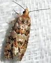 White Pine Cone Borer - Hodges#3074 - photo 3