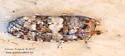 White Pine Cone Borer - Hodges#3074 - photo 4